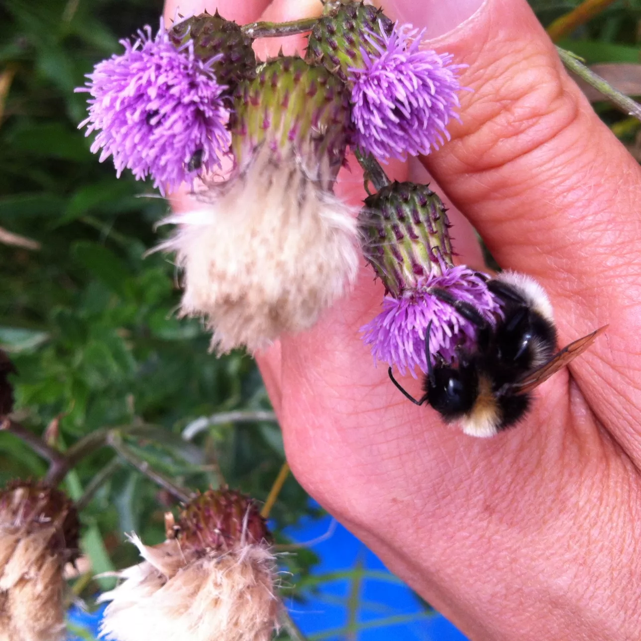 Bumblebee on thistle flower held by hand. Photo.