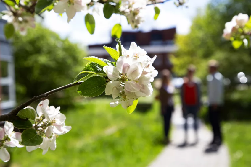 Apple blossom and three people talking in the background. Photo.