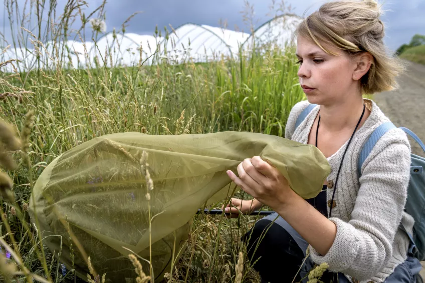 Female researcher studying pollinators in a field. Photo.