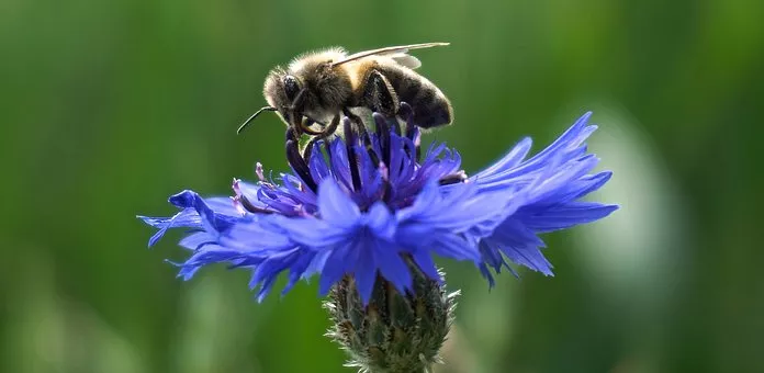 A bee sitting on a cornflower. Photo.