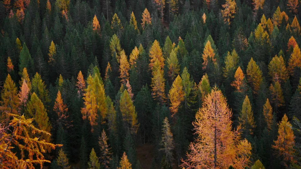 Larch forest in autumn colours. Photo.