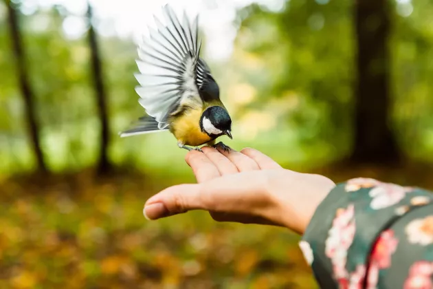 A hand with a bird, surrounded by forest. Photo