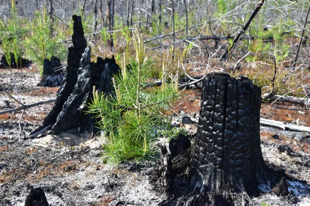 Vegetation after a forest fire. Photo