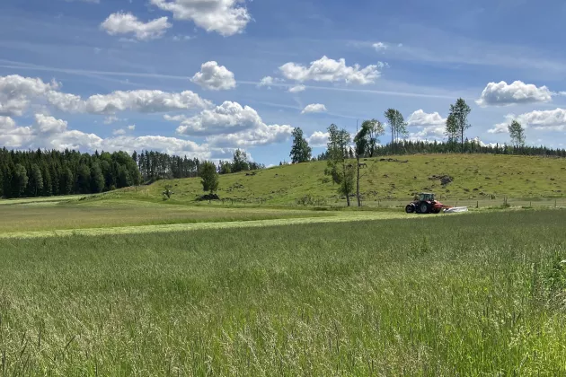 Grass fodder production. Photo.