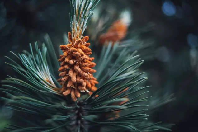 Cone in a coniferous tree. Photo.