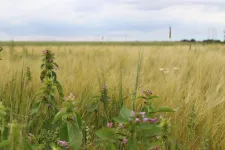 A field with some flowers in front of the crops. Photo.