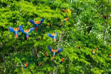 Colourful birds in tropical forest. Photo