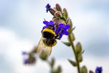 Bumblebee sitting on a blue flower. Photo.