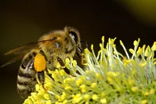 Close-up of a bee sitting on a flower. Photo.