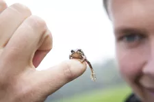 Tiny frog sitting on a person's finger. Photo.