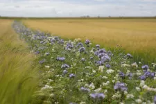 A strip of flowers in a field. Photo.
