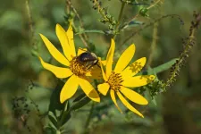Bumblebee sitting on a yellow flower. Photo.