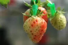 Strawberries. Photo.