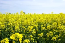 Oilseed rape field with yellow flowers. Photo.