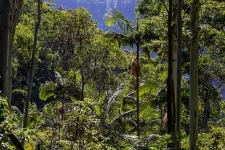 Rain forest in the Amazonas. Photo.