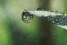 Drops of water on a green leaf. Photo.