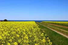 Yellow rapeseed field and blue sky. Photo.