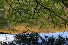 Tree branches hanging over a lake. Photo.