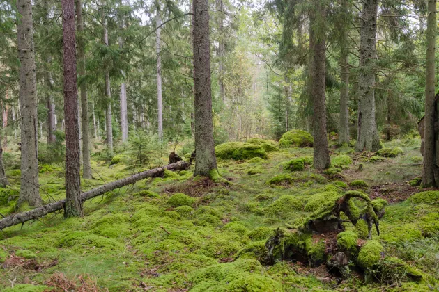 Svensk naturskog. Foto.