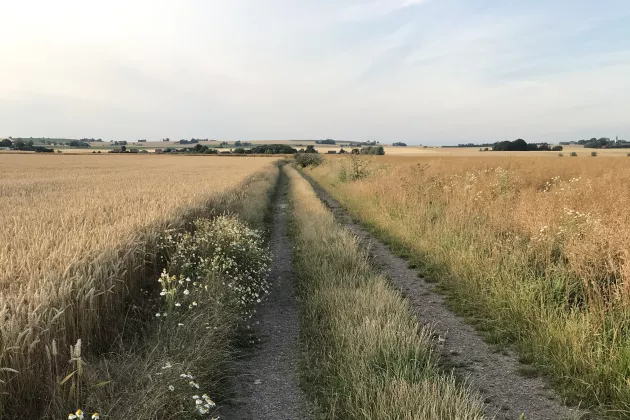 En traktorstig med åkrar på båda sidorna. Foto